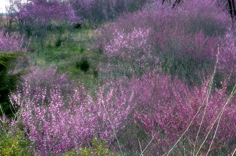 Virginia Red Buds