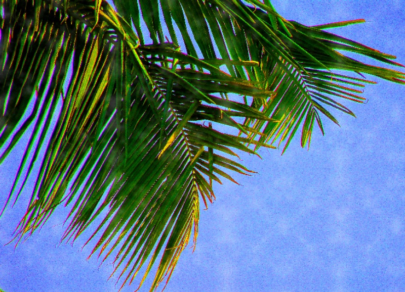 Coconut leaves 