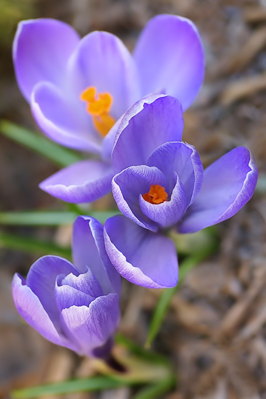 Three Crocus