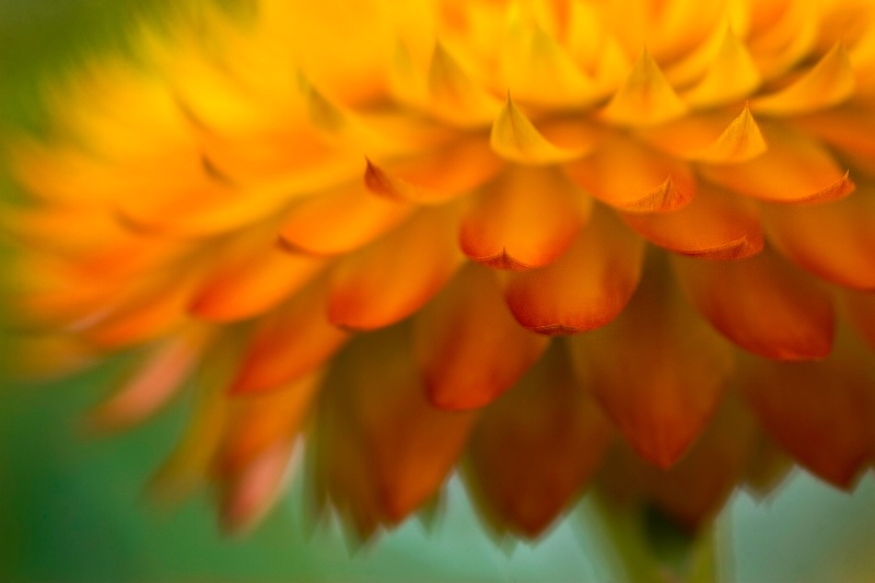 Petals in the Wind