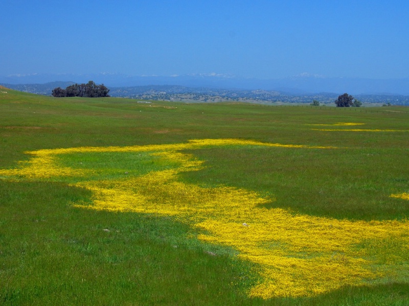 Vernal Pool Flower Rings