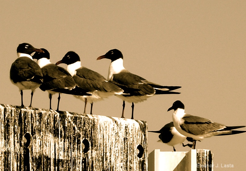 Gulls