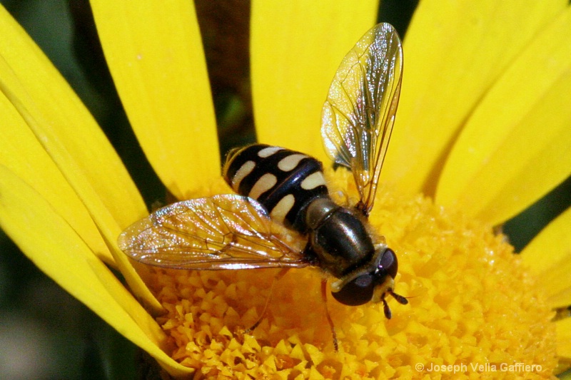 yellow-banded hover-fly a 0304