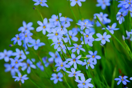 Blue-Eyed Grass