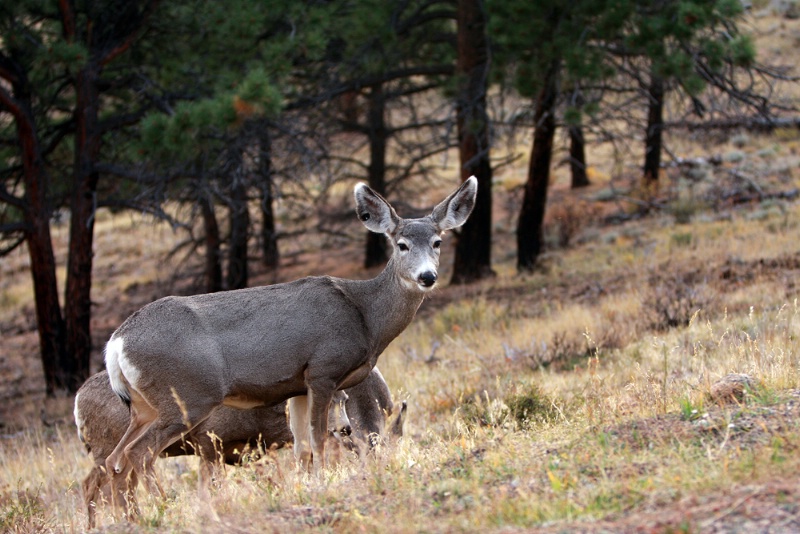 Mule Deer of the Colorado Rockies