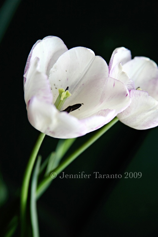 two tulips