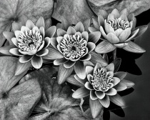 April 2009 Photo Contest 2nd Place Prize Winner