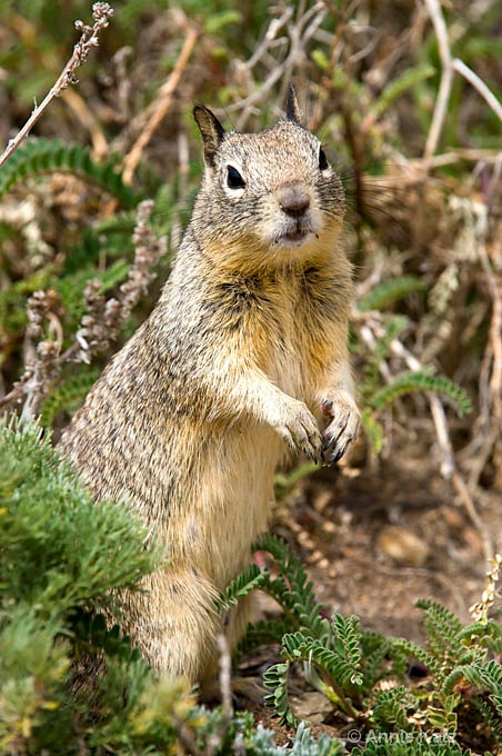 california squirrel  - ID: 8127069 © Annie Katz