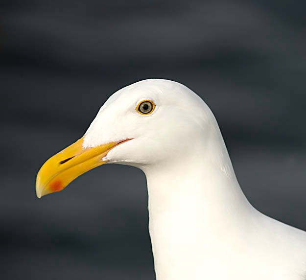 gull  - ID: 8127082 © Annie Katz