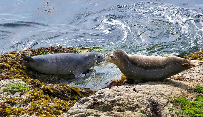 kissing seals  - ID: 8127086 © Annie Katz