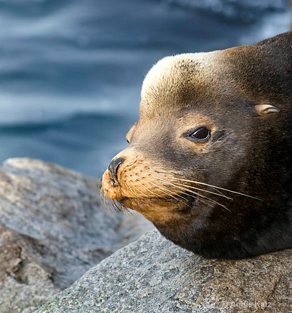 sea lion face  - ID: 8127103 © Annie Katz