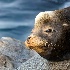 © Annie Katz PhotoID # 8127103: sea lion face 