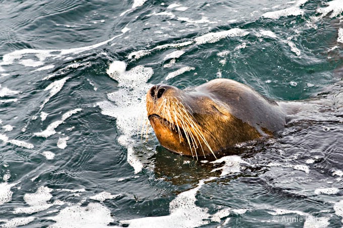 seal  - ID: 8127105 © Annie Katz