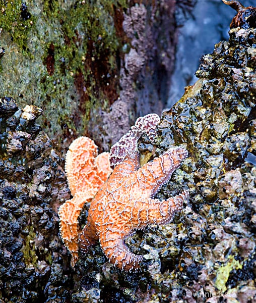 starfish  - ID: 8127109 © Annie Katz