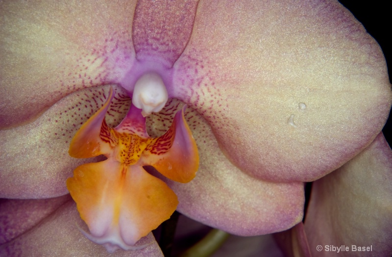 Orchid - ID: 8127604 © Sibylle Basel