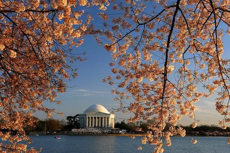 Cherry blossom sunset, Washington, DC