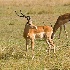 2Impala - Masai Mara - ID: 8128552 © Larry J. Citra