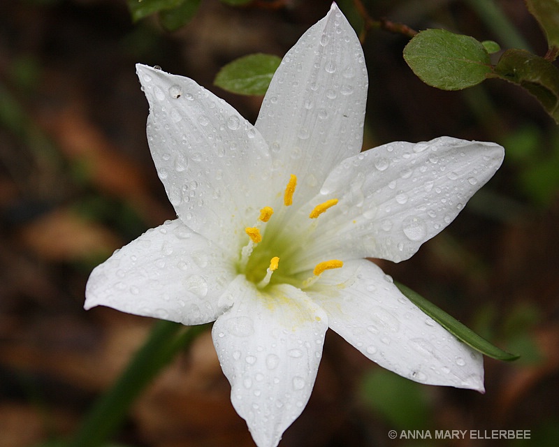 Rain Lily in the Rain
