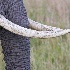 2Tusks - Masai Mara - ID: 8128884 © Larry J. Citra