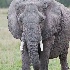 2Elephant eating young Acacia tree - Masai Mara - ID: 8128886 © Larry J. Citra