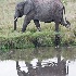 2Elephant and reflection - Masai Mara - ID: 8128887 © Larry J. Citra