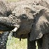 2Elephants at water hole (head shot) - Masai Mara - ID: 8128888 © Larry J. Citra