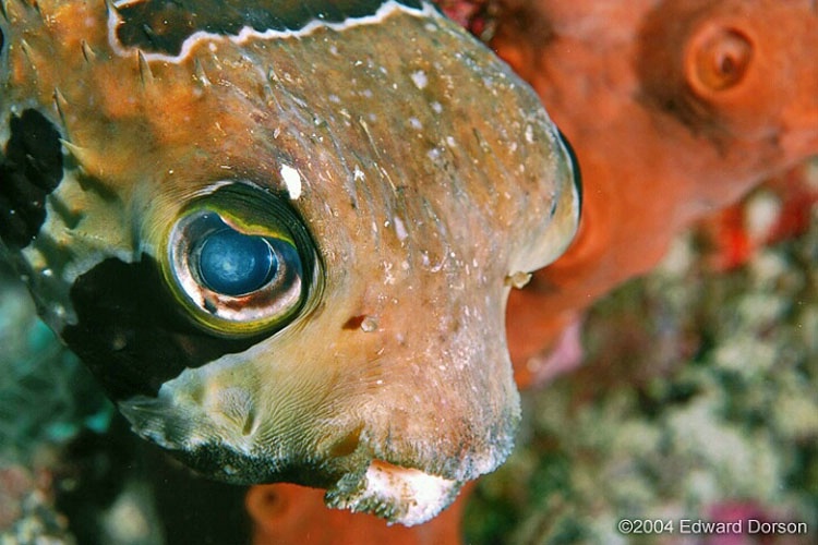 Pufferfish 1 - ID: 8129844 © Edward Dorson
