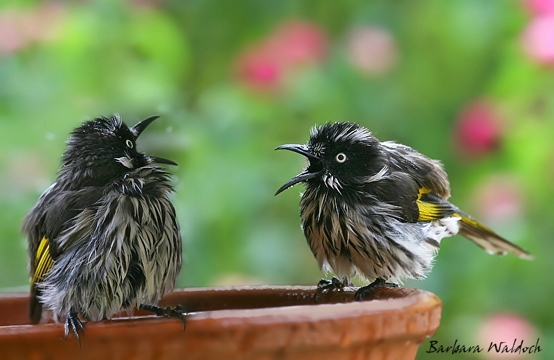 You look like a feather duster!