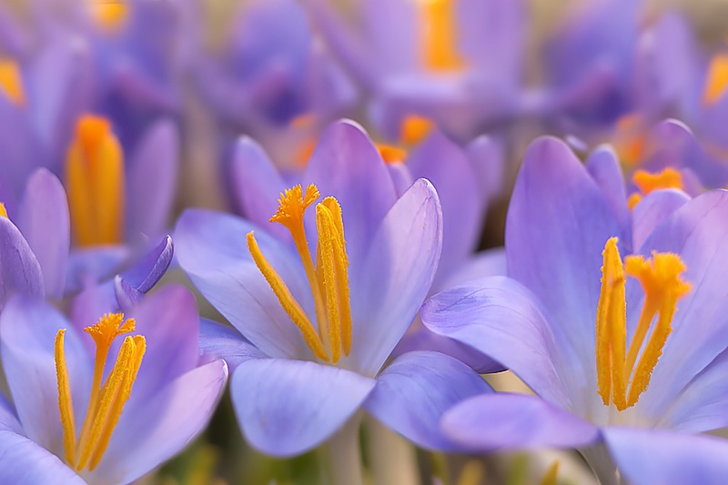 Crocus in the Field