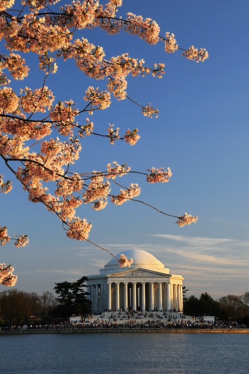 Cherry blossoms, Jefferson Memorial