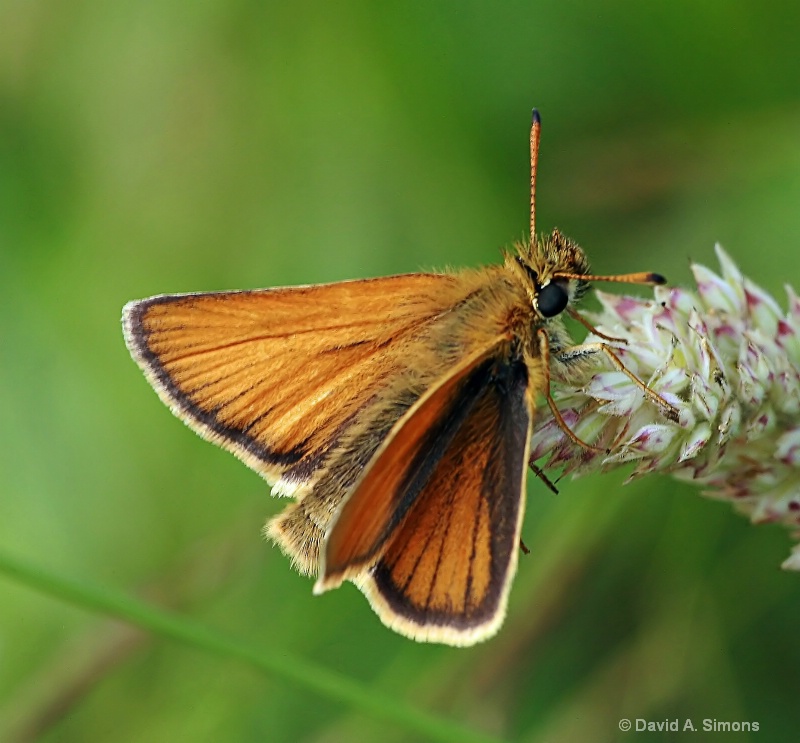 Skipper