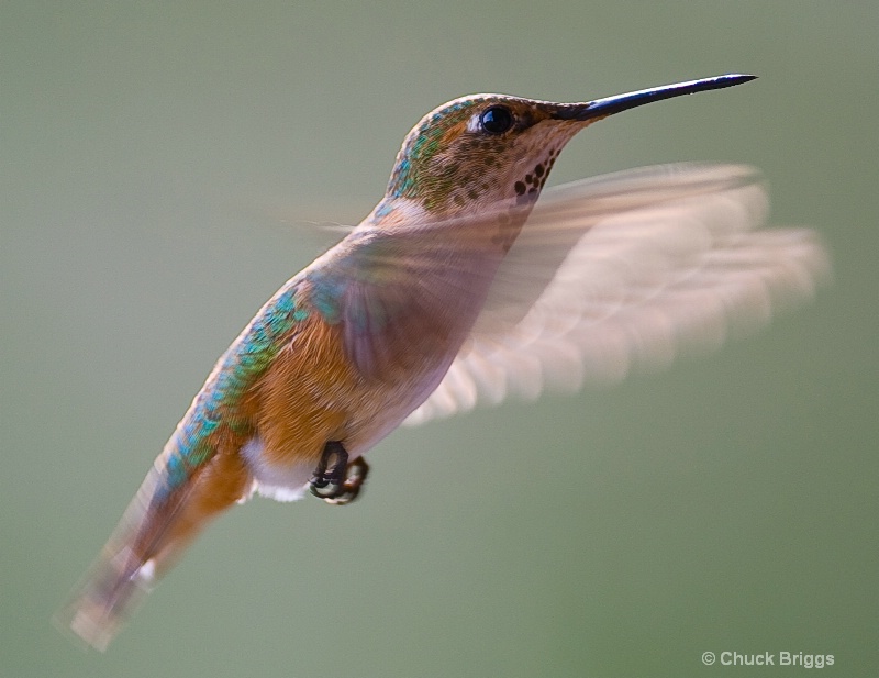 Female Rufus Hummingbird