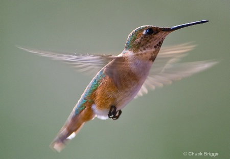 Female Rufus Hummingbird