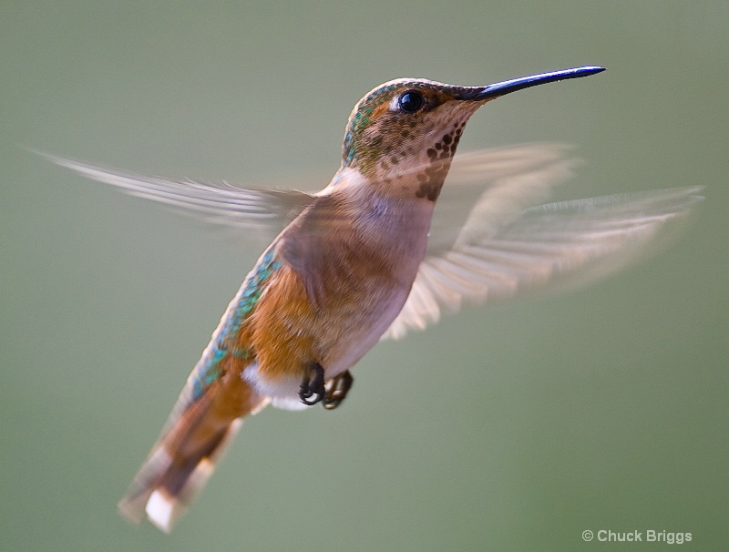 Female Rufus Hummingbird