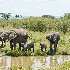 2Elephant herd at water hole - MasaiMara - ID: 8133133 © Larry J. Citra