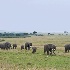 2Elephant herd on the move - Masai Mara - ID: 8133136 © Larry J. Citra