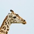 2Masai Giraffe - ID: 8133139 © Larry J. Citra