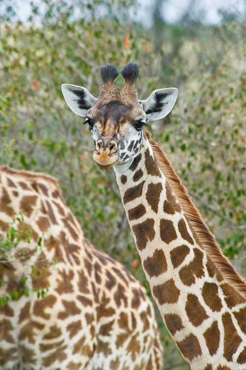 Masai Giraffe - ID: 8133143 © Larry J. Citra