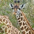 2Masai Giraffe - ID: 8133143 © Larry J. Citra