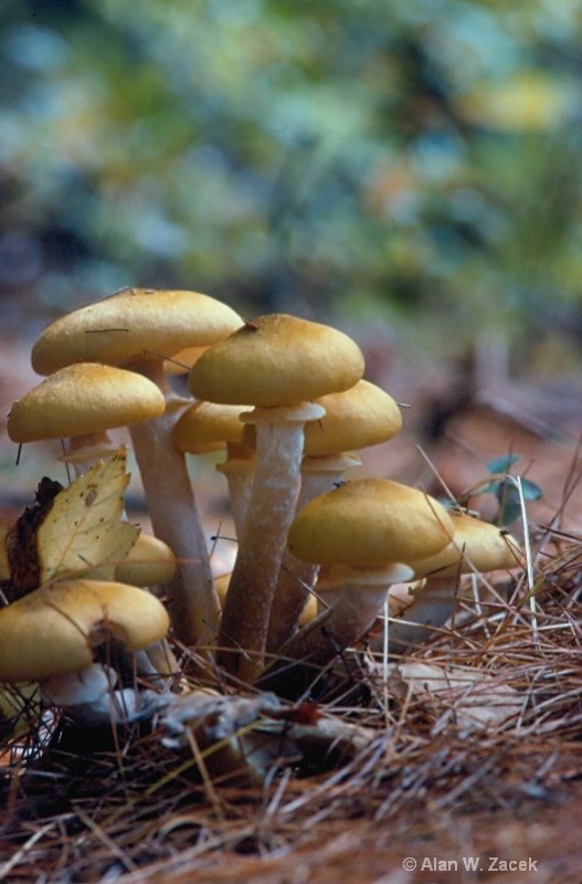 "Mushrooms"