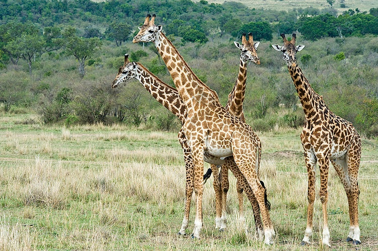 Juvenile Male Giraffes - Masai Mara - ID: 8133273 © Larry J. Citra