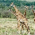 2Juvenile Male Giraffes - Masai Mara - ID: 8133273 © Larry J. Citra