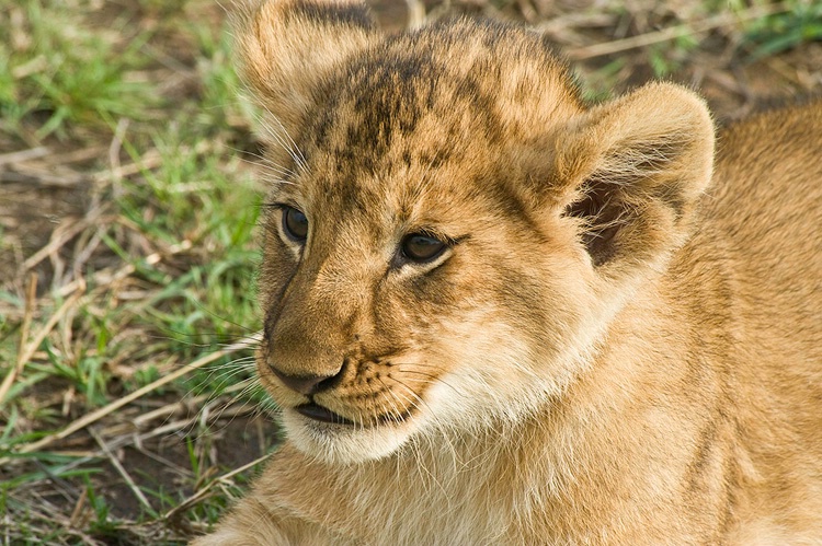 Lion Cub - Head Shot - Masai Mara - ID: 8133276 © Larry J. Citra