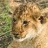 2Lion Cub - Head Shot - Masai Mara - ID: 8133276 © Larry J. Citra