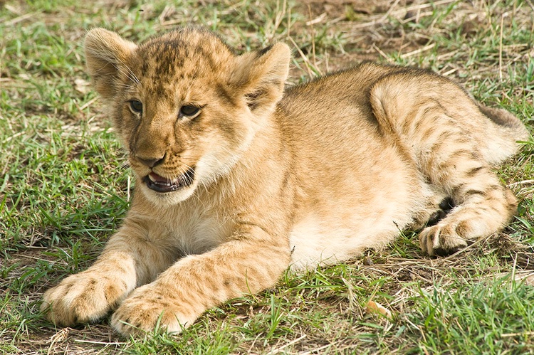 Lion Cub - Masai Mara - ID: 8133280 © Larry J. Citra