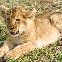 2Lion Cub - Masai Mara - ID: 8133280 © Larry J. Citra