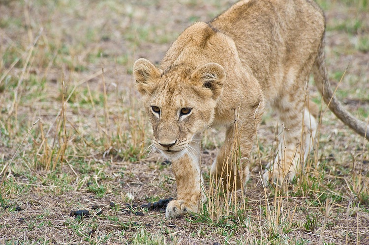 Lion Cub practicing stalking - Masai Mara - ID: 8133282 © Larry J. Citra