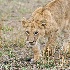 2Lion Cub practicing stalking - Masai Mara - ID: 8133282 © Larry J. Citra