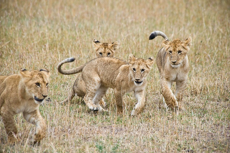 Lion Cubs playing - Masai Mara - ID: 8133339 © Larry J. Citra