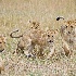 2Lion Cubs playing - Masai Mara - ID: 8133339 © Larry J. Citra